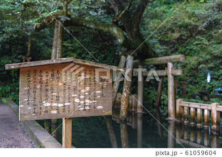 鹿島神宮 御手洗池 鹿島神宮 御手洗池 61059604