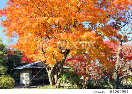 こしがや能楽堂、花田苑の四阿と紅葉（12月）埼玉県越谷市 61060991