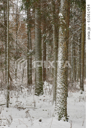Wintertime landscape of snowy mixed tree stand Wintertime landscape of snowy mixed tree stand 61061454