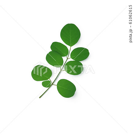 Moringa leaves have medicinal properties. top view Moringa leaves have medicinal properties. top view 61062615