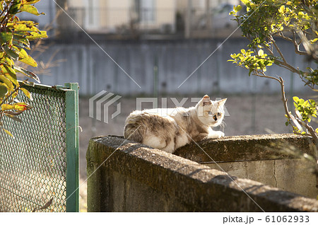 壁の上であくびをする猫 a cat yawning on the wall 壁の上であくびをする猫 a cat yawning on the wall 61062933