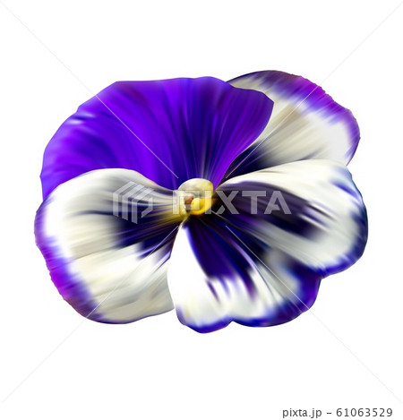 Colorful Flower Background With Pansies のイラスト素材