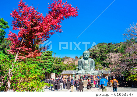 神奈川　鎌倉大仏と紅葉 61063547