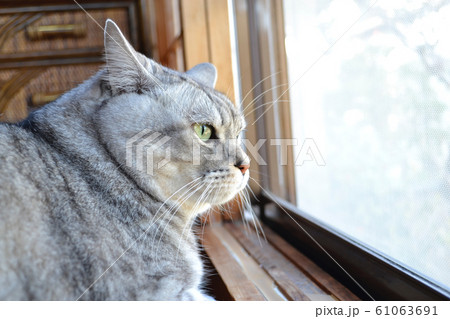 窓辺のねこ 窓辺のねこ 61063691