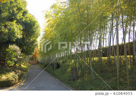 こしがや能楽堂、花田苑の竹林（12月）埼玉県越谷市 61064055