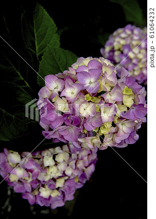 黒背景の紫陽花の花の写真素材