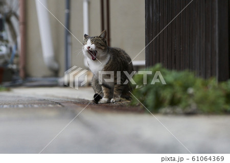 cat cat 61064369
