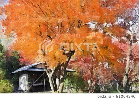 こしがや能楽堂、花田苑の四阿と紅葉（12月）埼玉県越谷市 61064546
