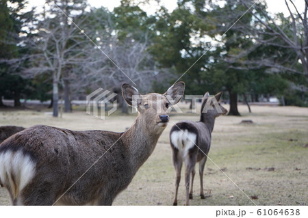 奈良公園の鹿 奈良の有名動物の写真素材
