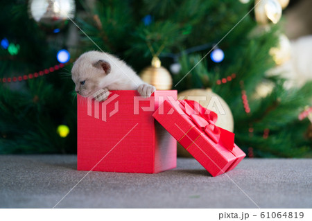 beige burmese kitten crawls out of a gift box standing near a Christmas tree beige burmese kitten crawls out of a gift box standing near a Christmas tree 61064819