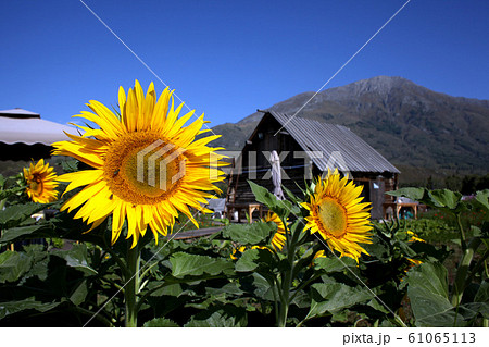 新疆・禾木村のヒマワリと伝統的な木造小屋。2019/8/28 新疆・禾木村のヒマワリと伝統的な木造小屋。2019/8/28 61065113