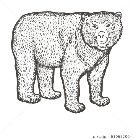 Spectacled Bear hand drawing. Vintage engraving style. Vector illustration art. Black and white. Object of nature naturalistic sketch. Vector 61065200