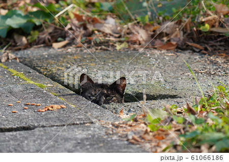 猫・野良猫・錆柄・子猫・溝から顔出し・2020・元旦 猫・野良猫・錆柄・子猫・溝から顔出し・2020・元旦 61066186