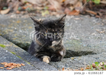 猫・野良猫・錆柄・子猫・溝から顔出し・2020・元旦 61066187