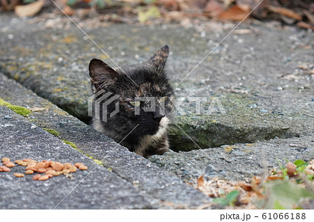 猫・野良猫・錆柄・子猫・溝から顔出し・2020・元旦 猫・野良猫・錆柄・子猫・溝から顔出し・2020・元旦 61066188