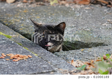 猫・野良猫・錆柄・子猫・溝から顔出し・2020・元旦 猫・野良猫・錆柄・子猫・溝から顔出し・2020・元旦 61066189