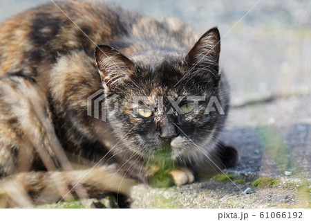 猫・野良猫・錆柄・子猫・溝から顔出し・2020・元旦 猫・野良猫・錆柄・子猫・溝から顔出し・2020・元旦 61066192