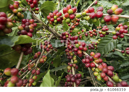 THAILAND MAE SAI COFFEE PLANTATION 61066359