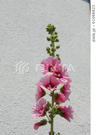 Garden hollyhock lcea Althea rosea Garden hollyhock lcea Althea rosea 61066622