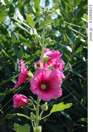 Garden hollyhock lcea Althea rosea Garden hollyhock lcea Althea rosea 61066623
