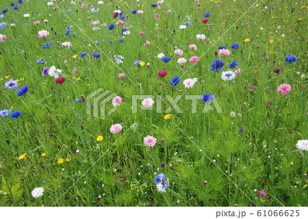Field of flowers Field of flowers 61066625