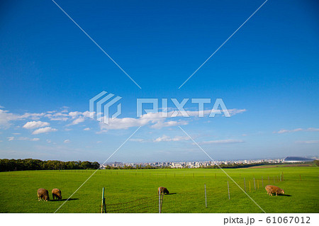 北海道札幌市の羊ヶ丘の風景 61067012