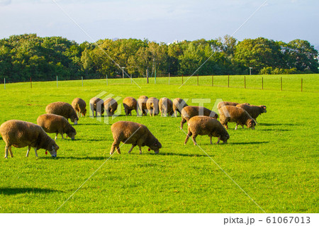 北海道札幌市の羊ヶ丘の風景 61067013