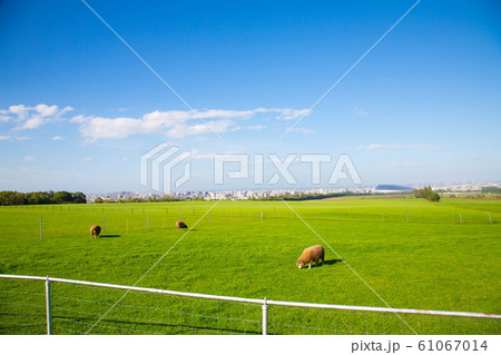 北海道札幌市の羊ヶ丘の風景 61067014