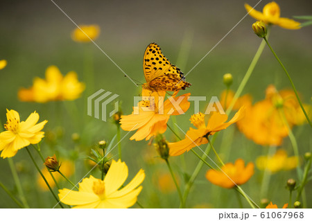 オレンジ色の蝶 61067968