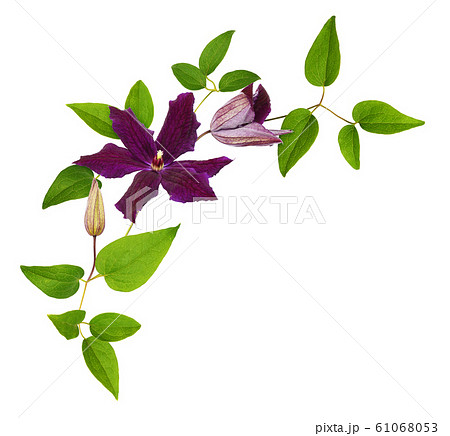 Purple clematis flowers and leaves in a floral 61068053
