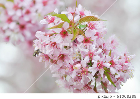 wild himalayan cherry or prunus cerasoides wild himalayan cherry or prunus cerasoides 61068289