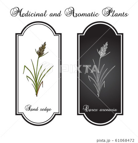 Sand sedge Carex arenaria , medicinal plant Sand sedge Carex arenaria , medicinal plant 61068472