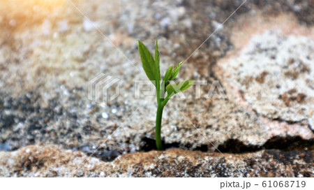 Avocado seedlings growing in the morning sunshine Avocado seedlings growing in the morning sunshine 61068719