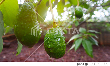 Avocado balls in the stem, green leaves 61068837