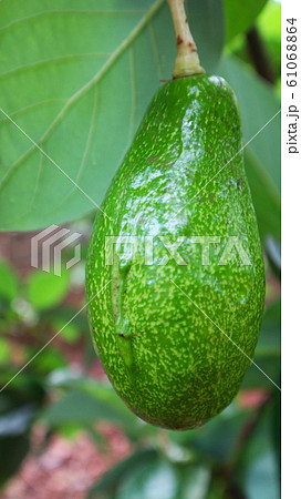 Avocado balls in the stem, green leaves Avocado balls in the stem, green leaves 61068864