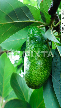 Avocado balls in the stem, green leaves 61068865