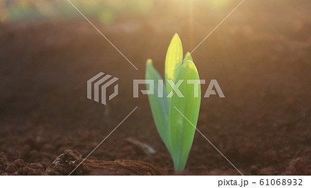 Corn seedlings with sunlight Thailand Corn seedlings with sunlight Thailand 61068932