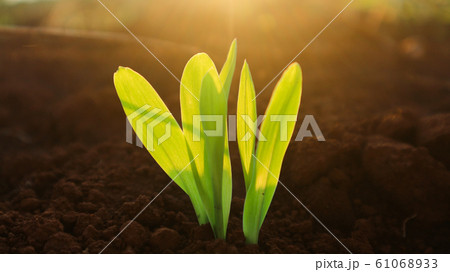 Corn seedlings with sunlight Thailand Corn seedlings with sunlight Thailand 61068933