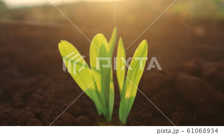 Corn seedlings with sunlight Thailand Corn seedlings with sunlight Thailand 61068934