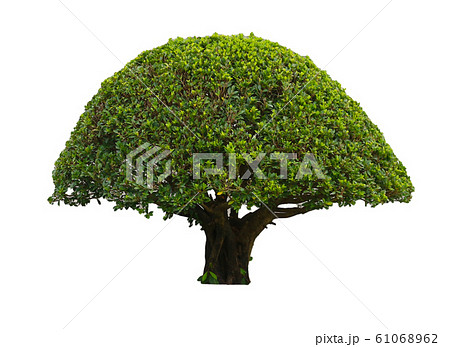 Trees to make the background Trees to make the background 61068962
