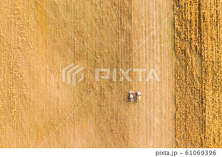 Aerial View Of Rural Landscape. Combine Harvester And Truck Working Together In Field, Collects Seeds. Harvesting Of Wheat In Autumn. Agricultural Machine Collecting Golden Ripe. Birds-eye Drone View 61069396