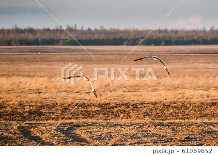 Two European White Stork Ciconia Ciconia Flying Above Spring Field in Belarus Two European White Stork Ciconia Ciconia Flying Above Spring Field in Belarus 61069652