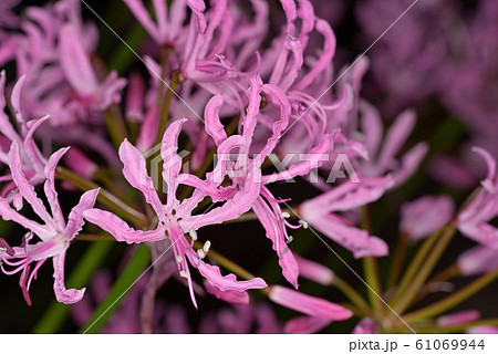 ピンクのダイヤモンドリリーの花、黒バック 61069944