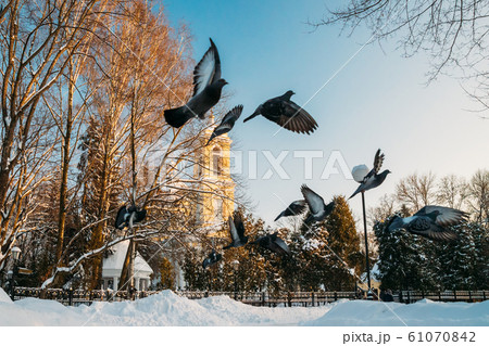 Gomel, Belarus. Winter City Park. Pigeons Doves Birds Are Flying Near Peter And Paul Cathedral In Sunny Winter Day. Famous Local Landmark In Snow Gomel, Belarus. Winter City Park. Pigeons Doves Birds Are Flying Near Peter And Paul Cathedral In Sunny Winter Day. Famous Local Landmark In Snow 61070842