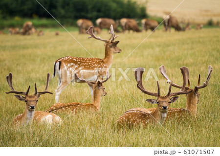 Herd Of Fallow Deer Herd Of Fallow Deer 61071507