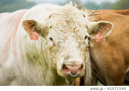 White bull in pasture White bull in pasture 61071540