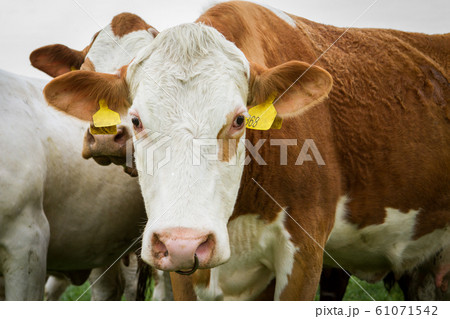 Dairy cows in pasture Dairy cows in pasture 61071542