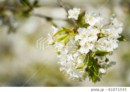 Cherry flowers blossoming in the springtime. Cherry flowers blossoming in the springtime. 61071545
