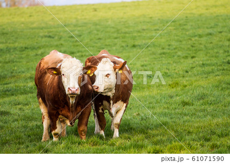 Brown and white dairy cows, calwes and bulls in Brown and white dairy cows, calwes and bulls in 61071590