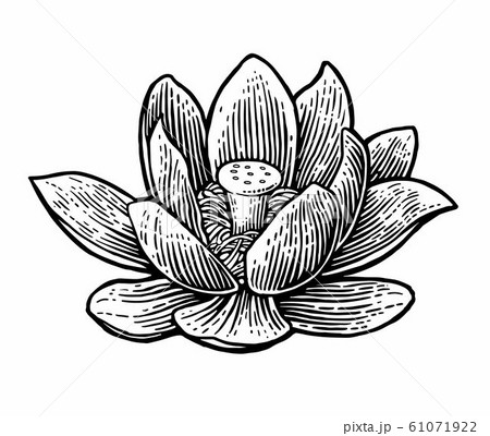 Lotus flower. Vector black engraving vintage 61071922